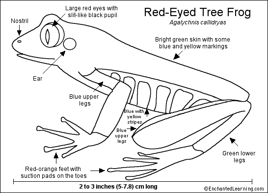 Search result: 'Red-Eyed Tree Frog Printout'