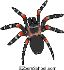 tarantula