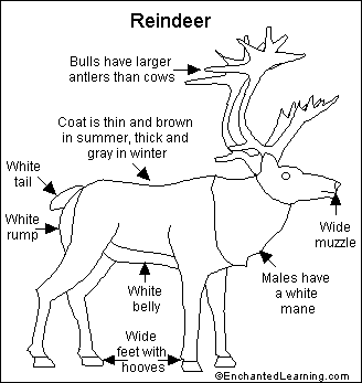 Reindeer Printout