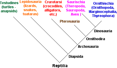 Reptile Taxonomy Chart