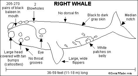 Search result: 'Right Whale Print-out'