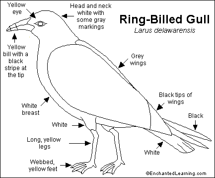 Search result: 'Ring-Billed Gull Printout'