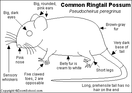 Search result: 'Ringtail Possum Printout'