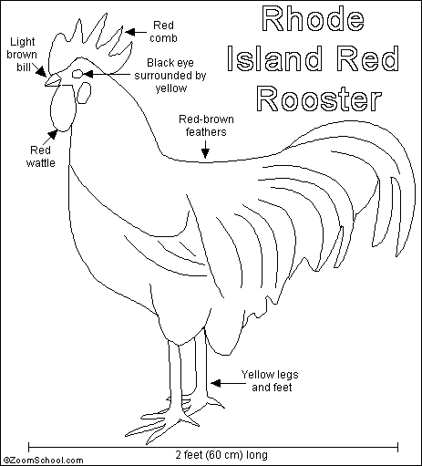 Rhode Island Red Chicken Printout Enchantedlearningcom