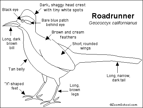 Search result: 'Roadrunner Printout'