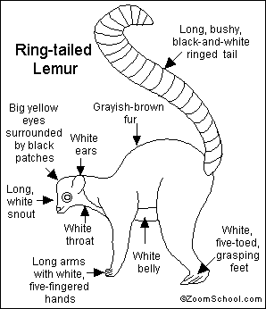 Search result: 'Ring-tailed Lemur Printout'