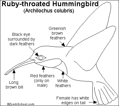 Search result: 'Ruby-throated Hummingbird Printout'