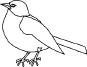 bird