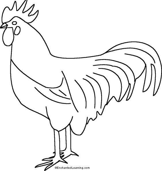 Rooster Printout