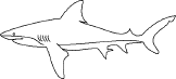 shark