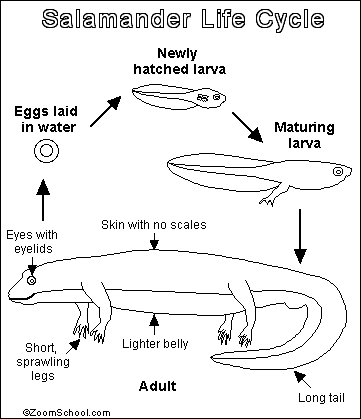 life cycle of a salamander