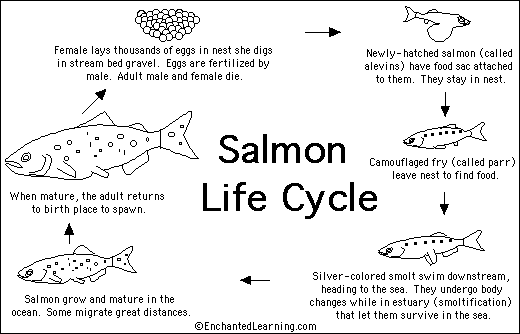 Search result: 'Salmon Life Cycle Printout/Quiz'
