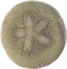 Sand dollar