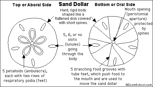 Sand Dollar Printout- Enchanted Learning Software