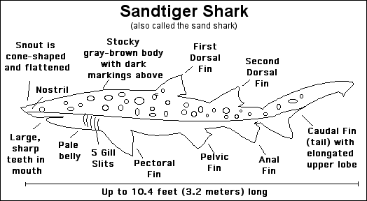 Search result: 'Sandtiger (Sand) Shark Printout'