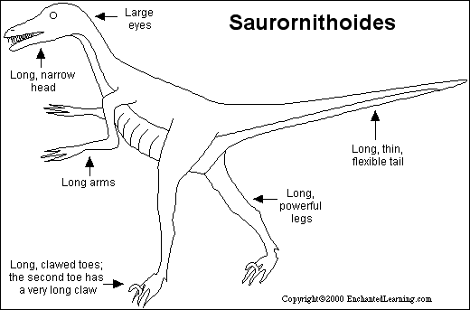Search result: 'Saurornithoides Printout'