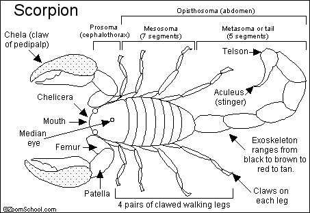 Search result: 'Scorpion'