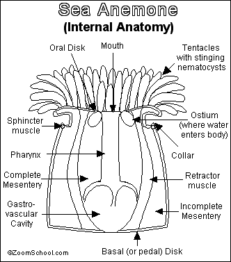 sea anemone labeled diagram