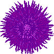 Sea urchin