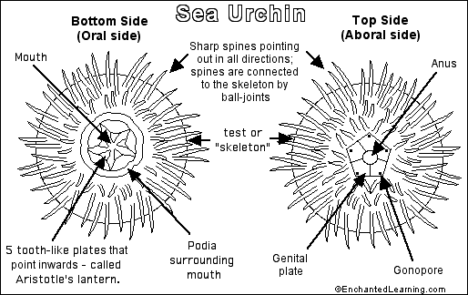 Echinodermata Classification Chart