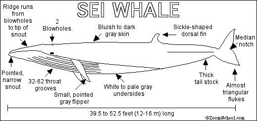 Search result: 'Sei Whale Print-out'