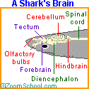 Search result: 'Shark Glossary: B'