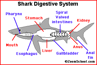 Shark Digestive system