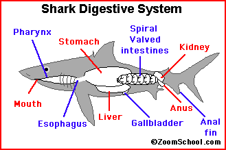 Shark Digestion - EnchantedLearning.com