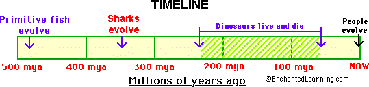 Shark time line