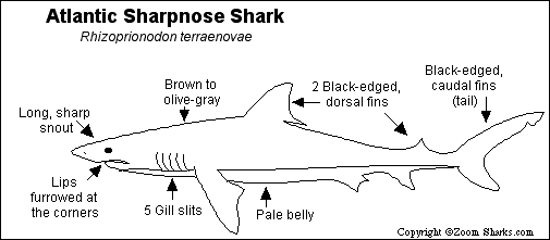 Search result: 'Atlantic Sharpnose Shark Printout'