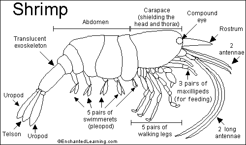 Shrimp Printout - Enchanted Learning Software