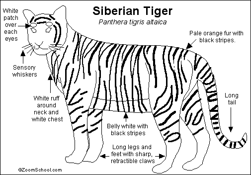 Search result: 'Siberian Tiger Printout'