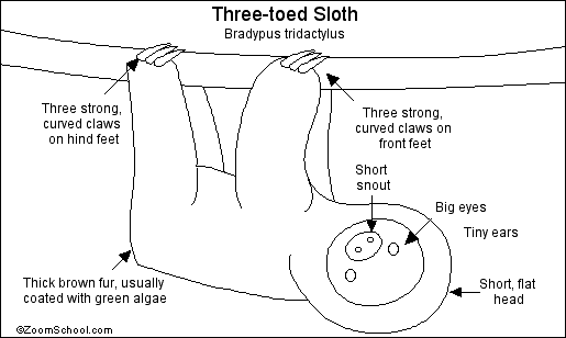 Search result: 'Three-Toed Sloth Printout'