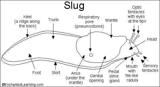 Search result: 'Slug Printout'