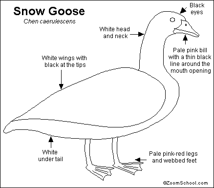 Search result: 'Snow Goose Printout'
