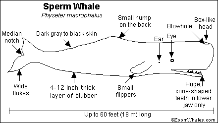 Search result: 'Sperm Whale Print-out'