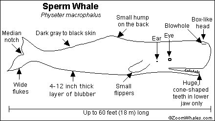 Sperm Whale