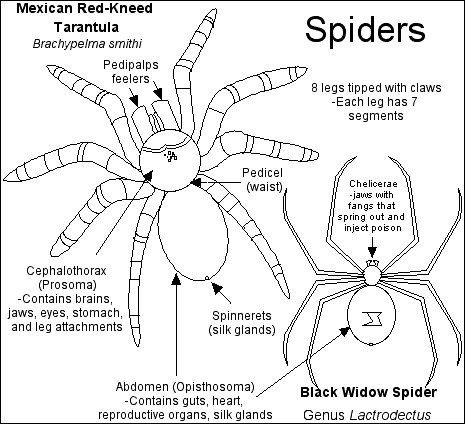 Spider Anatomy: The Different Parts Of A Spider