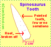 Spinosaurus tooth