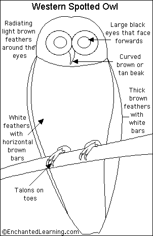 Search result: 'Western Spotted Owl Printout (labeled picture)'