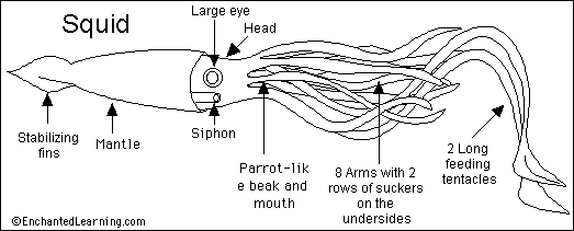 sections of a squid