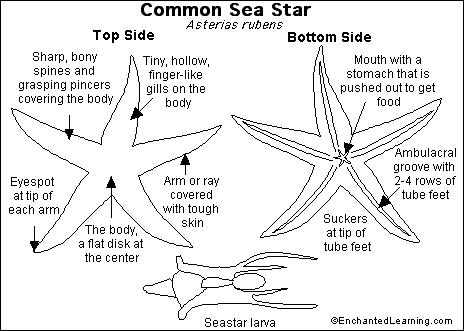Search result: 'Sea Star'