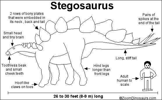 labeled stegosaurus diagram