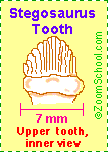 Stegosaurus tooth