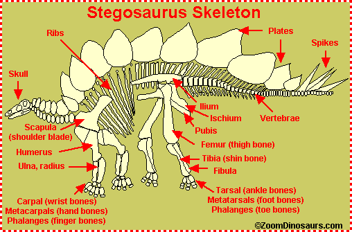 Stegosaurus skeleton