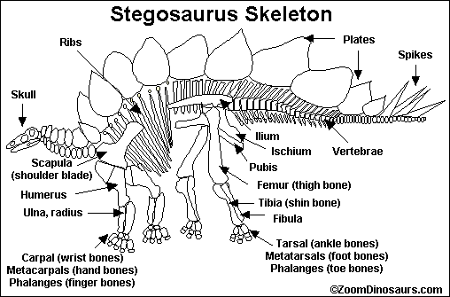 Search result: 'Stegosaurus Skeleton Printout'