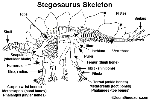 Stegosaurus Skeleton Printout- ZoomDinosaurs.com