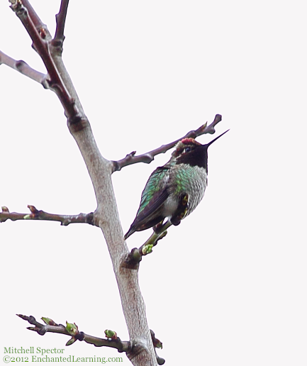 Anna's Hummingbird