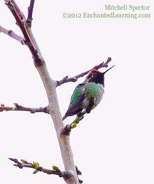 Anna's Hummingbird