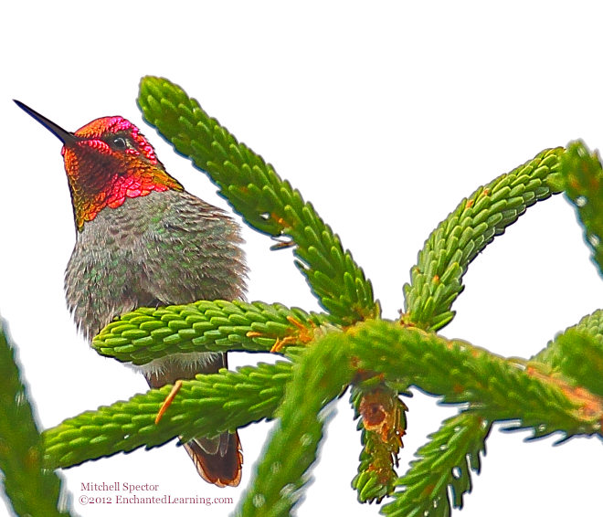 Anna's Hummingbird with Red Gorget